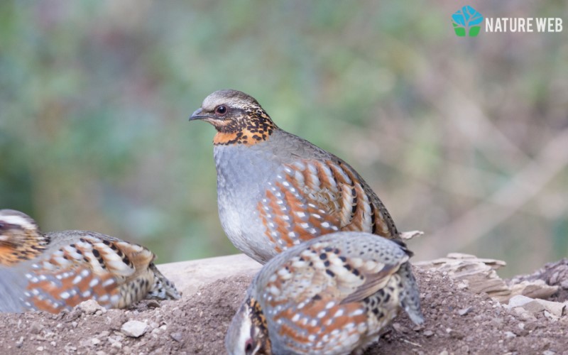 Upland Ground Birds